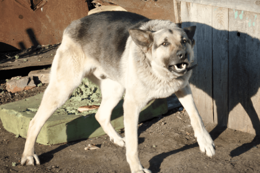An aggressive stray dog baring its teeth and growling in a rundown yard, with sunlight casting shadows.