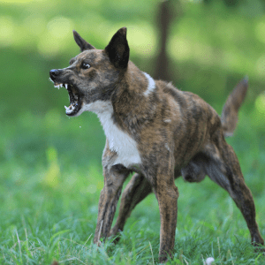 Article: Protect Chickens From Dogs And Other Predators. Pic - A brindle-coated dog baring its teeth aggressively while standing in a grassy field, ears perked and body tense.