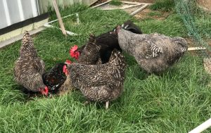 A group of Barred Plymouth Rock chickens pecking at the ground in a grassy enclosure.