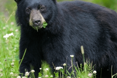 A black bear with a leaf in its mouth standing in a meadow dotted with white flowers and clover.