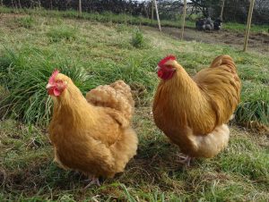 Two Buff Orpington chickens in a grassy field, with one facing the camera and the other turned sideways, a fence and more chickens visible in the background.