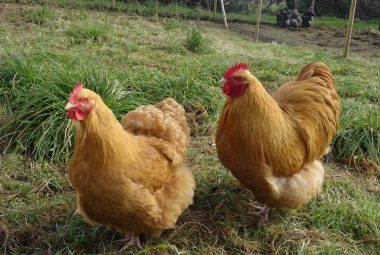 Two Buff Orpington chickens in a grassy field, with one facing the camera and the other turned sideways, a fence and more chickens visible in the background.