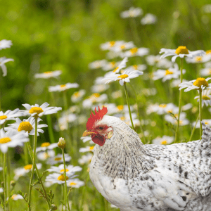 A speckled white chicken stands among chamomile flowers, showcasing the herb's benefits for chicken health and pest control.