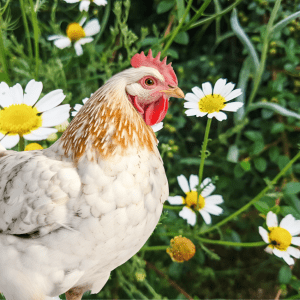 A white chicken with golden speckles stands among chamomile flowers, an emblem of holistic poultry care.