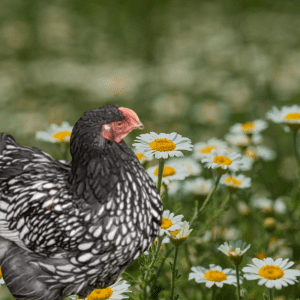 Article: Camomile Keeping hens calm. Pic - A black and white speckled chicken among a field of chamomile flowers, representing the use of the herb in promoting poultry wellbeing.