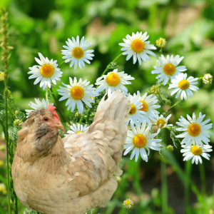 A hen with soft beige feathers is nestled among white and yellow chamomile flowers, illustrating the herb's calming influence in poultry care.