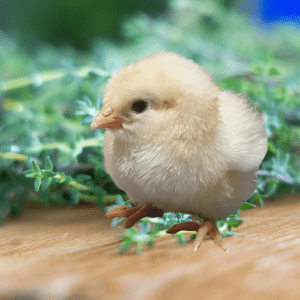 A fluffy, pale yellow chick stands before a backdrop of delicate thyme leaves.