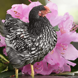 A silver laced Wyandotte chicken in front of blooming pink azaleas.