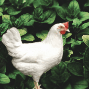 A white chicken amidst a lush field of green basil leaves.