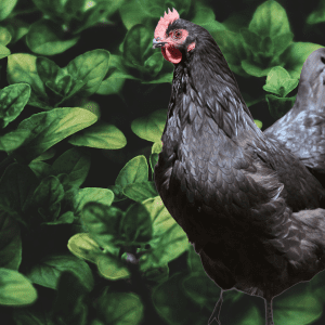 A black chicken standing among green basil leaves.