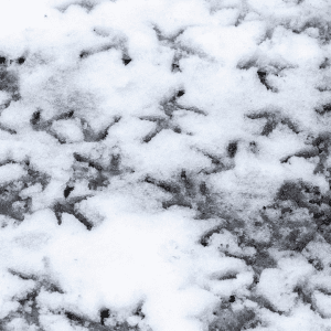 Chicken footprints scattered across the snow-covered ground.