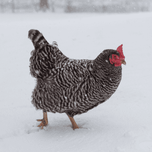 A plymouth rock chicken standing in a snowy landscape.