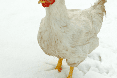 Article on frostbite in chickens: A white chicken standing in fresh snow, contrasting with the bright surroundings.