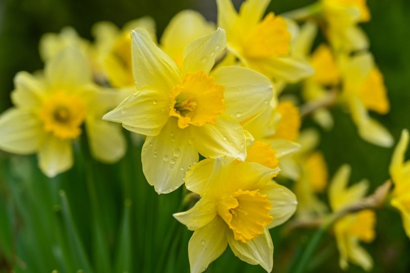 Close-up of yellow daffodils with dew on petals."
