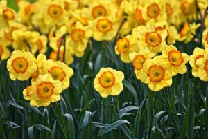 A field of yellow daffodils with orange centers against a backdrop of green leaves.
