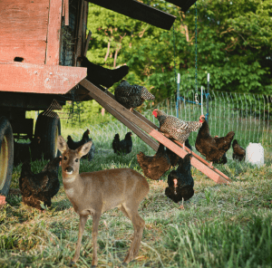 Article is: deer proof your chicken coop - A young deer stands among chickens in a rustic farmyard