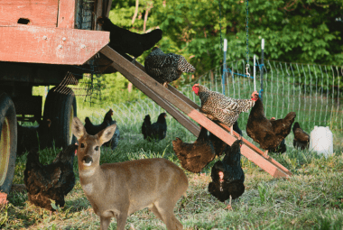 A young deer stands among chickens in a rustic farmyard