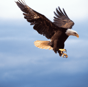 Bald eagle in flight with talons ready, against a clear sky.
