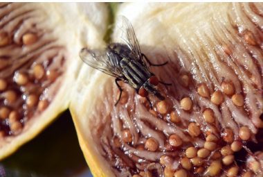 A close-up of a fly sitting on a halved fig, showcasing the intricate details of the insect and the fruit's seeds