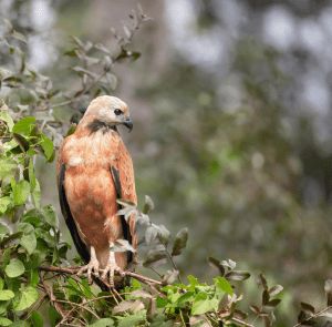 A hawk perched on a branch amidst green foliage, scanning for prey.