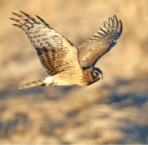 Northern Harrier hawk in mid-flight, showcasing its impressive wingspan and focused gaze.
