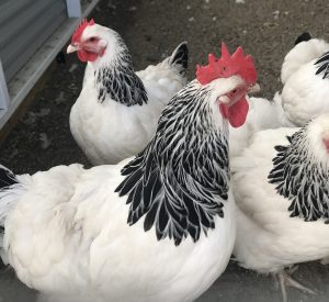 Most popular chicken 4. A flock of Light Sussex chickens, with prominent white bodies and black-tipped feathers on their necks and tails, are huddled together.