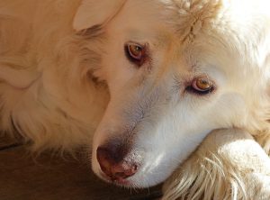 Article: Mareemas As Coop Protectors. Close-up of a Maremma chicken guard dog face, showing soulful eyes and a resting posture.