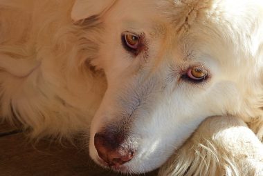 Close-up of a Maremma chicken guard dog face, showing soulful eyes and a resting posture.