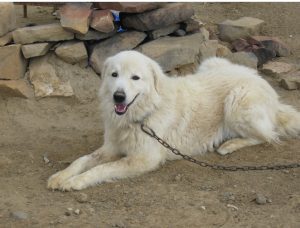  A Maremma sheepdog lying down, chained and at rest, yet attentive.