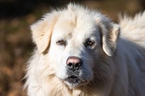 Article: Mareemas As Coop Protectors. Close-up of a Maremma sheepdog's face, a breed known for flock protection