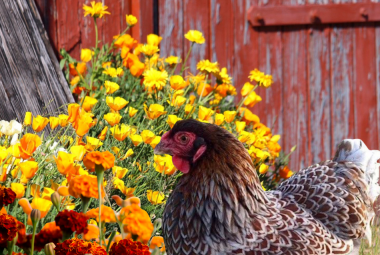 A chicken stands in front of a colorful array of marigolds, with an old red chicken coop partially visible in the background, demonstrating the practical use of these flowers in a backyard poultry setting.