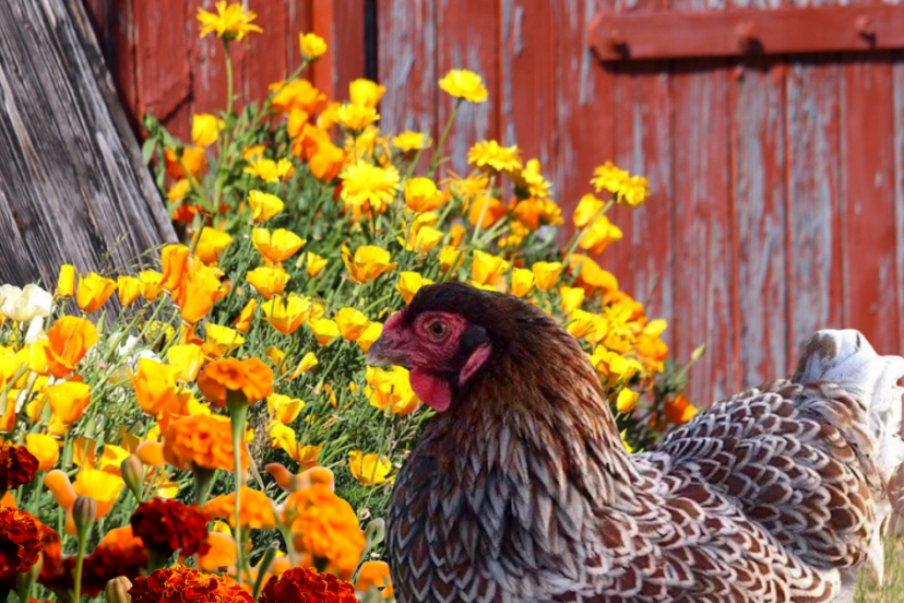A chicken stands in front of a colorful array of marigolds, with an old red chicken coop partially visible in the background, demonstrating the practical use of these flowers in a backyard poultry setting.