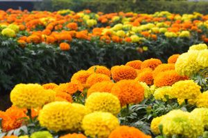 Vibrant orange and yellow marigolds flourishing in a dense garden.