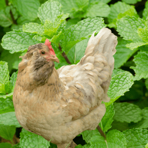 An Olive Egger chicken nestled among peppermint leaves, highlighting the herb's use in protecting poultry from rodents.