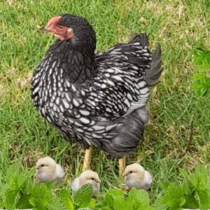 A Wyandotte hen with chicks strolling near peppermint plants, illustrating a natural method for rodent protection in the yard