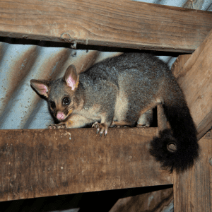 Article: Possums And Chickens - Tips For Coop Owners. Pic - A common brushtail possum perched on a wooden beam inside a rustic chicken coop, with corrugated metal roofing visible in the background.