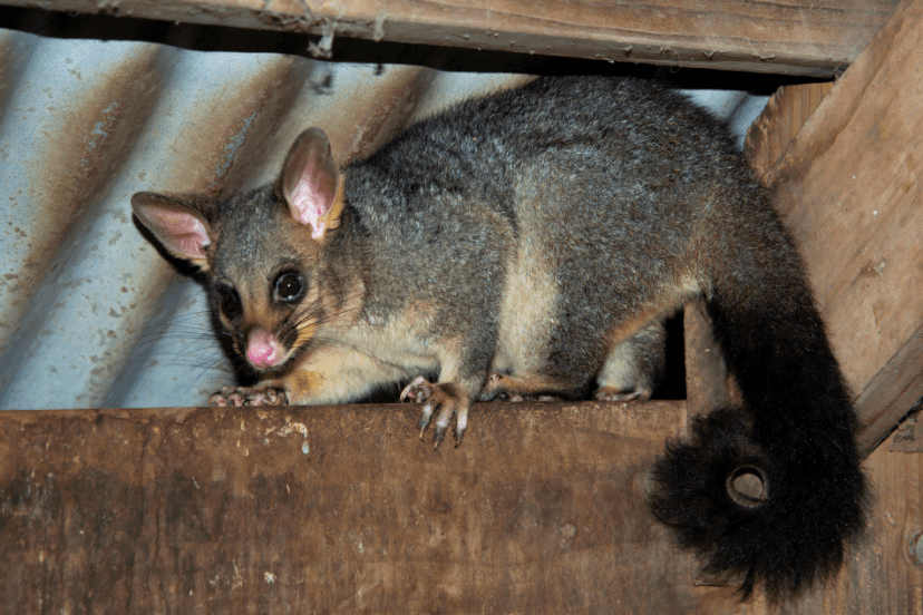A common brushtail possum perched on a wooden beam inside a rustic chicken coop, with corrugated metal roofing visible in the background.