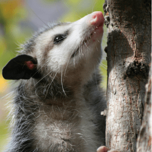 Article: Possums And Chickens - Tips For Coop Owners. Pic - Close-up of a young opossum looking upward while clinging to a tree trunk, with its nose pointing towards the sky.