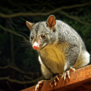 A close-up of a common brushtail possum on a wooden railing at night, illuminated by soft light with a dark background.
