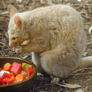Article: Possums And Chickens - Tips For Coop Owners. Pic - A rare albino possum eating fruit scraps from a bowl on the ground, surrounded by straw.