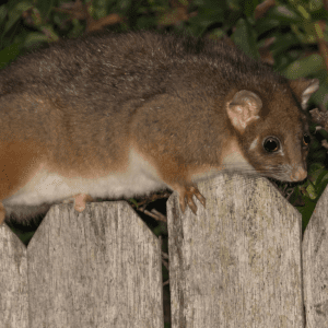 Article: Possums And Chickens - Tips For Coop Owners. Pic - A ringtail possum perched on a weathered wooden fence in a garden at night, with lush foliage in the background.
