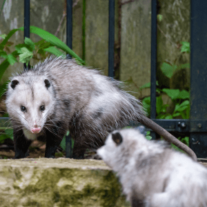 A mature opossum approaches a younger opossum on a moss-covered rock, with a dark metal fence and greenery in the background.