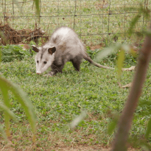 An opossum cautiously moving through grass near a wire fence, viewed through blurred foreground leaves.