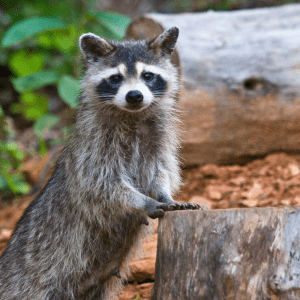 Article; Chicken Predators that Pose A Threat To Fancy Chicken Breeds. Pic - "A raccoon stands on its hind legs, leaning on a stump in a wooded area, displaying its curiosity and dexterity."