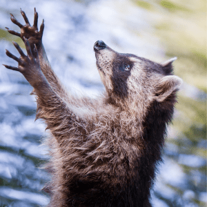  "A raccoon reaches upward with outstretched paws against a blurred water backdrop, displaying its characteristic pleading gesture."