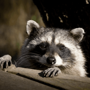 Article portect coop from Racoons. Pic - A curious raccoon peeks over a wooden ledge, its eyes reflecting a keen intelligence and potential challenge for chicken coop security."