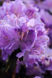Vibrant purple rhododendron blooms with delicate stamens