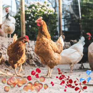 Chickens wander in their coop scattered with colorful rose petals on the ground.