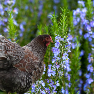 A Wyandotte chicken with intricately patterned feathers stands beside a blooming rosemary plant with delicate blue flowers."