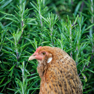 A hen peeking through the lush foliage of a rosemary plant, illustrating its use in chicken coops for pest control."